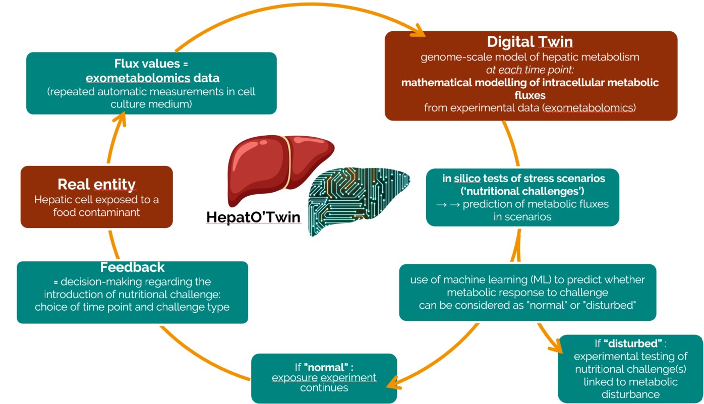 Schéma HepatOTwin EN.jpg