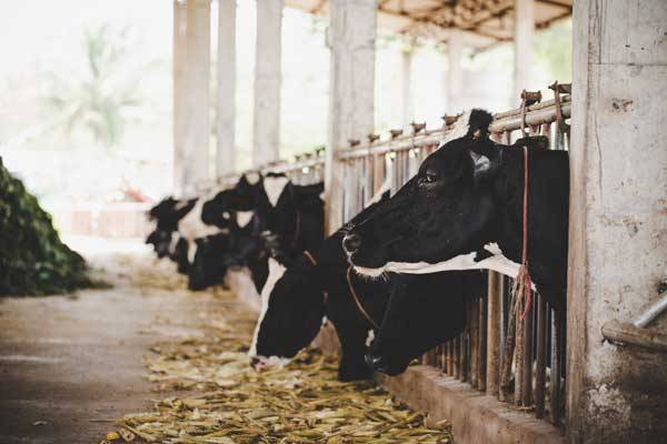 Photo vache dans une étable