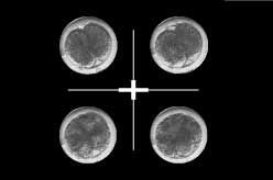Early-categorisation-of-bovine-embryos-to-boost-IVF-success.jpg